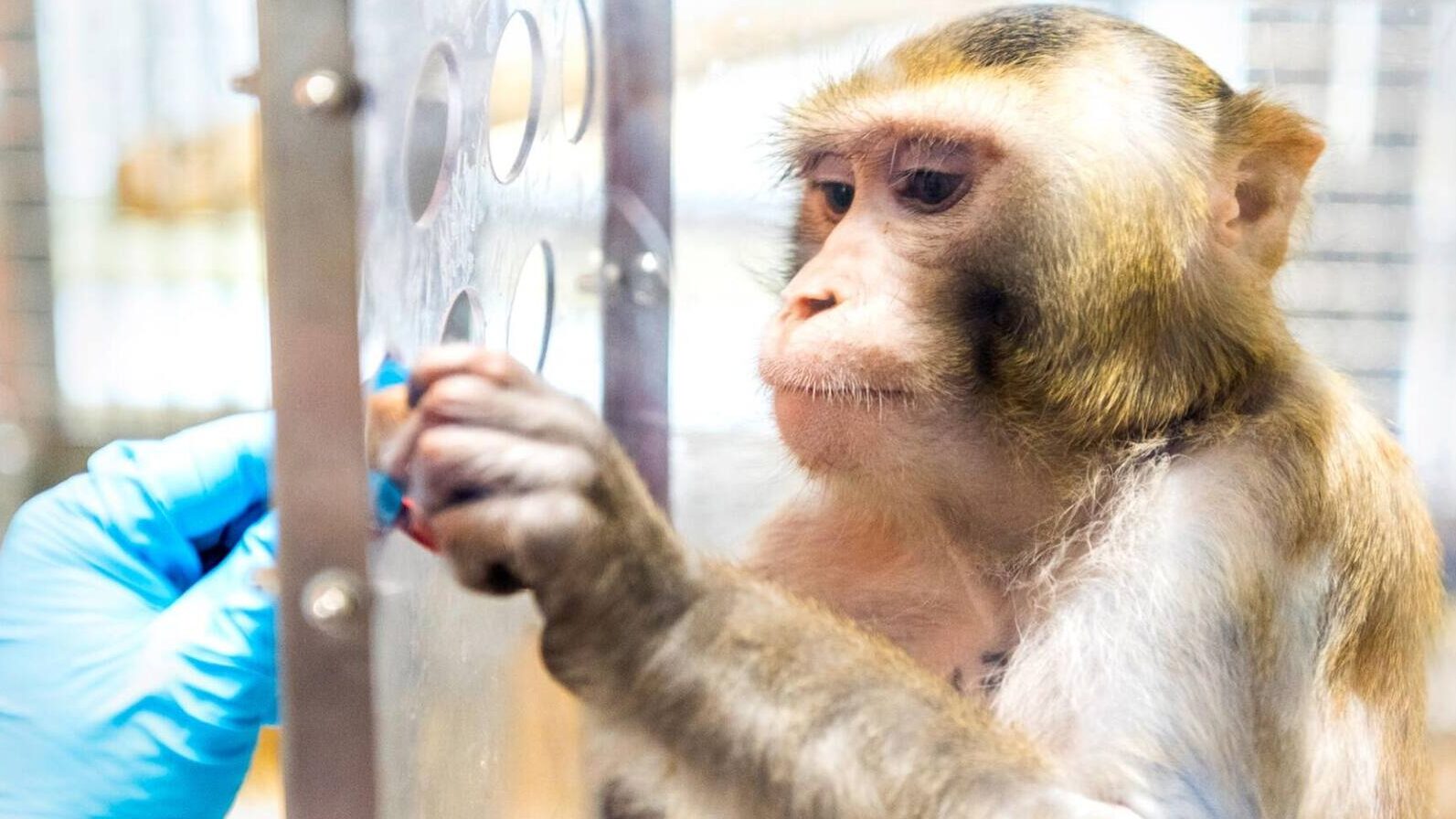 peau de singe : quelles sont les implications éthiques et médicales ?