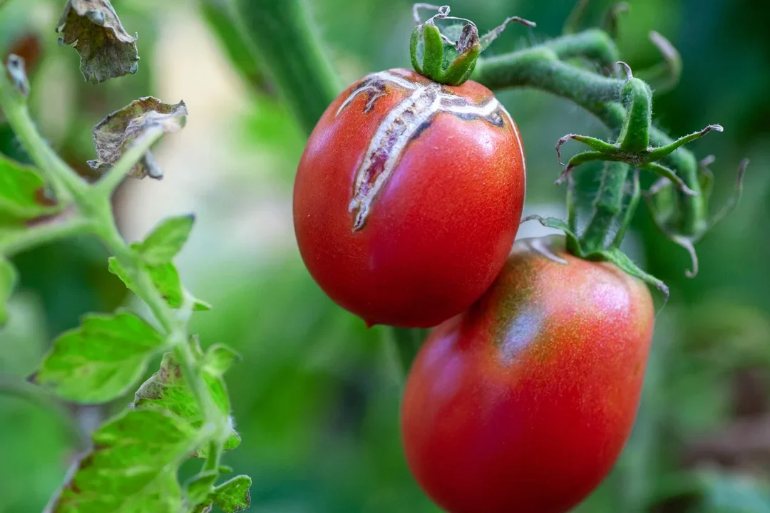 Comment reconnaître et traiter la maladie de la tomate dans votre potager ?