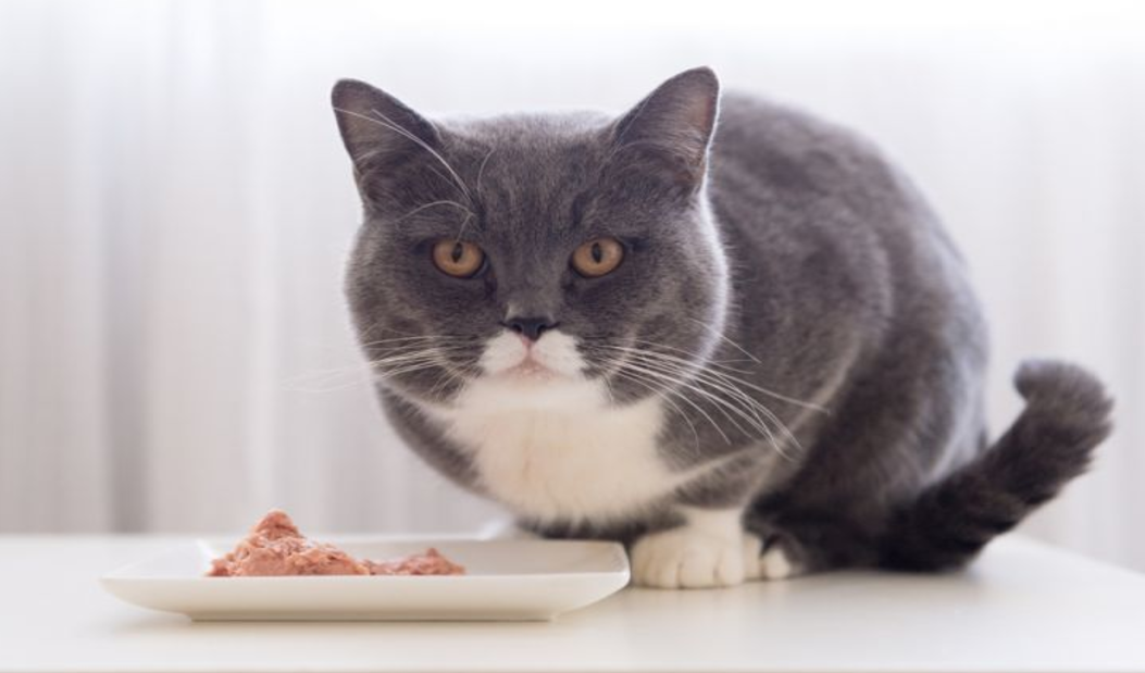 Les allergies alimentaires chez les chats : comment trouver la source du problème ?
