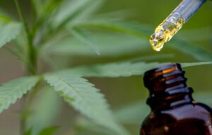 huile cbd