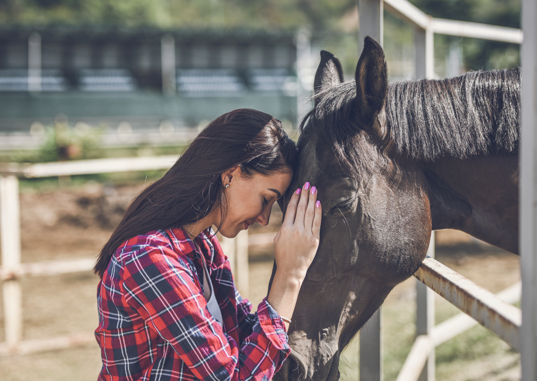 les chevaux un remède naturel pour le bien-être