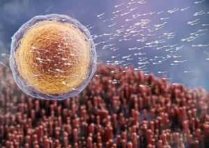 Mauvais spermogramme : comment améliorer la qualité de votre sperme ?