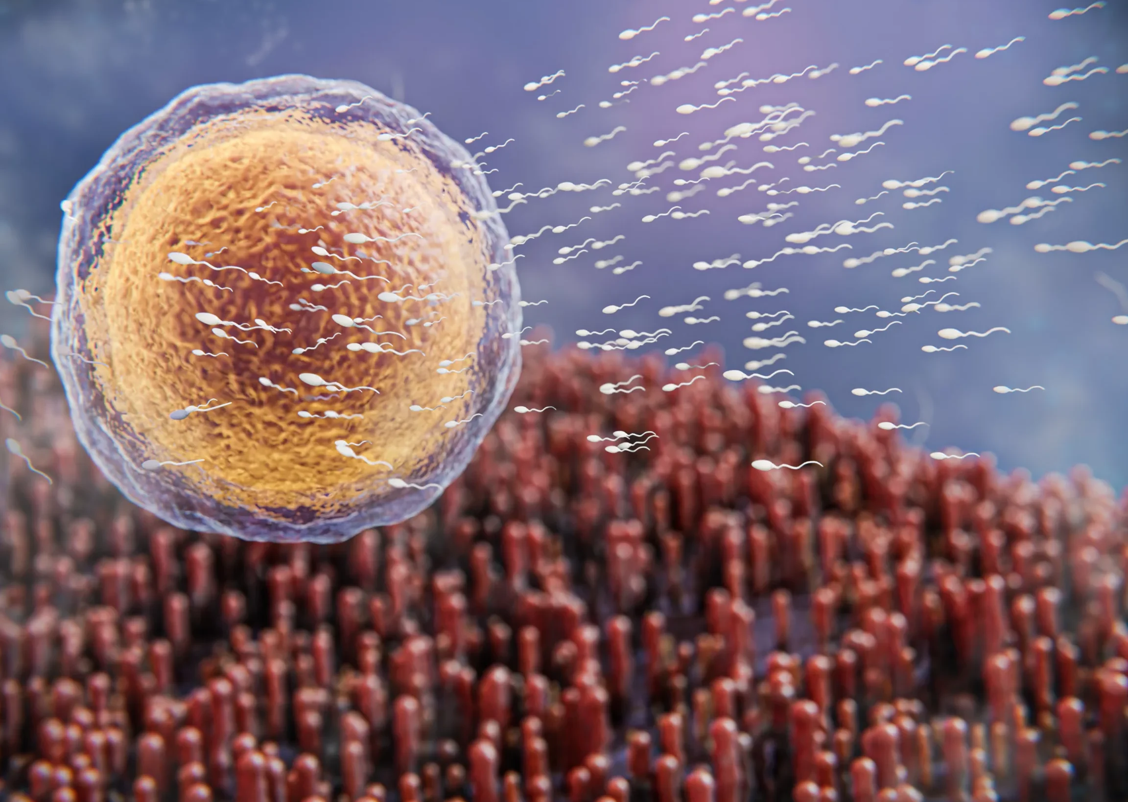 Mauvais spermogramme : comment améliorer la qualité de votre sperme ?
